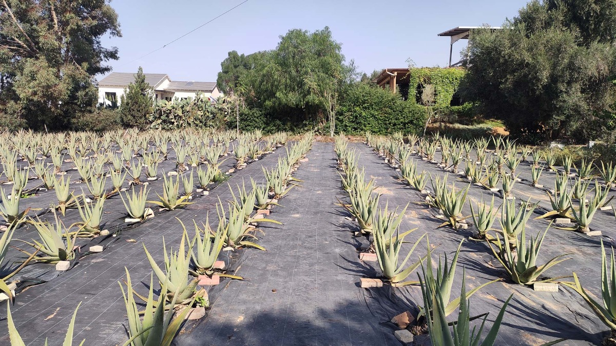 טיול: הכר את השכן, שדות נגב