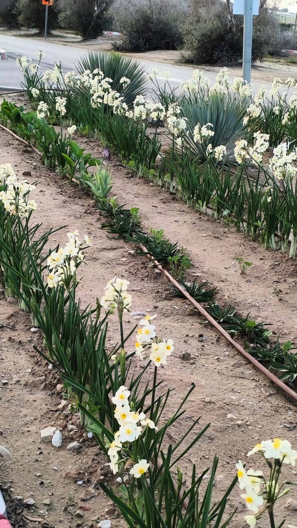 הגינות היפות סביב נווה אשכול בזכות אופירה מרעים