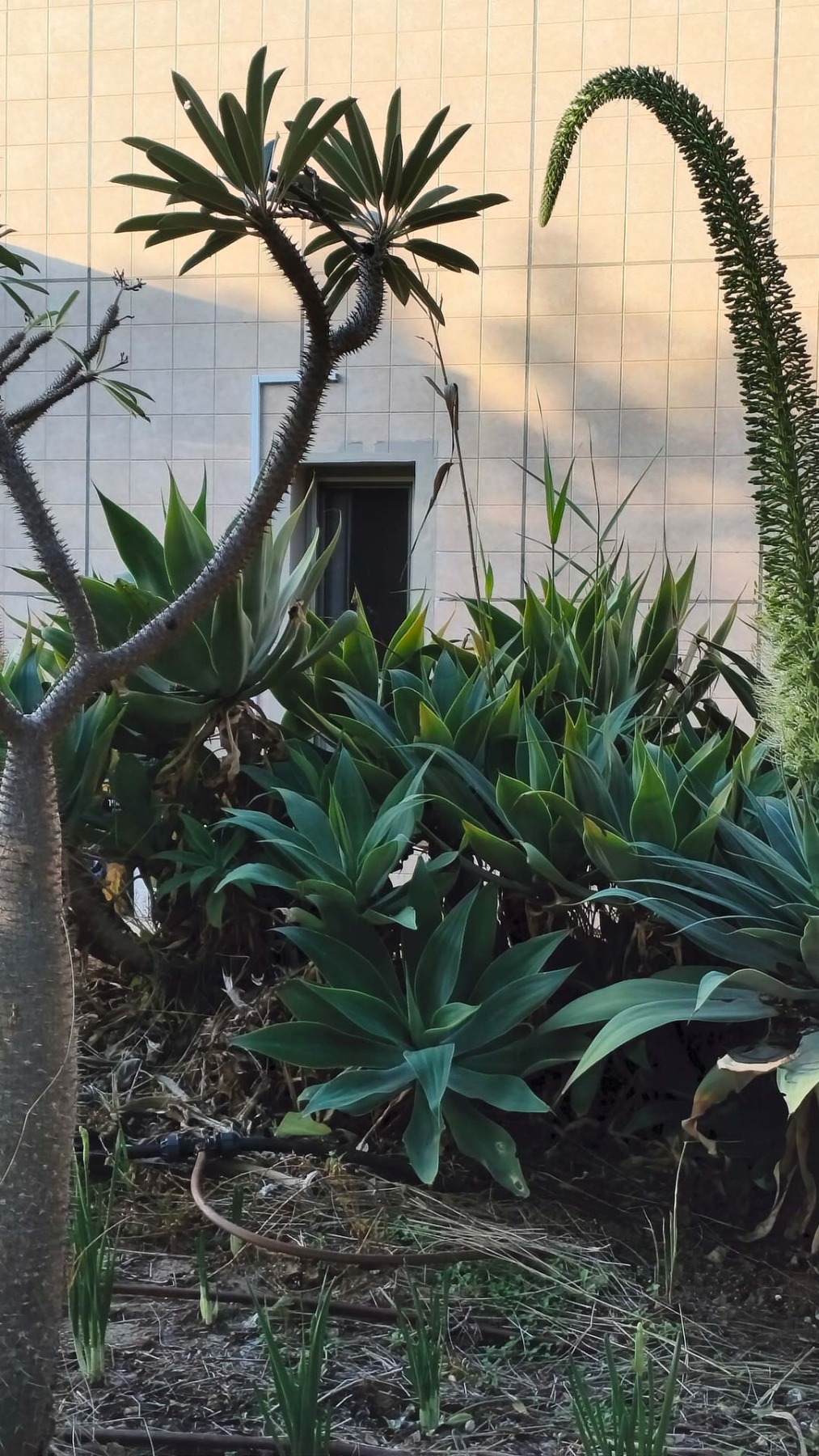 הגינות היפות סביב נווה אשכול בזכות אופירה מרעים